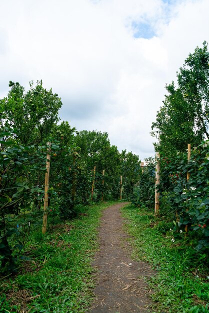 Mandarynowy ogród pomarańczowy lub farma pomarańczowa