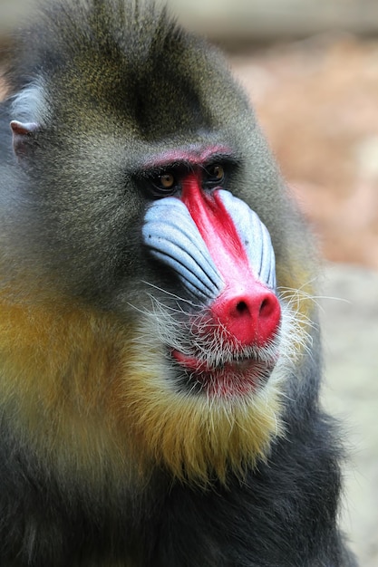 Mandril małpa zbliżenie twarz z otwartymi ustami Mandrillus sphinx zbliżenie zwierząt