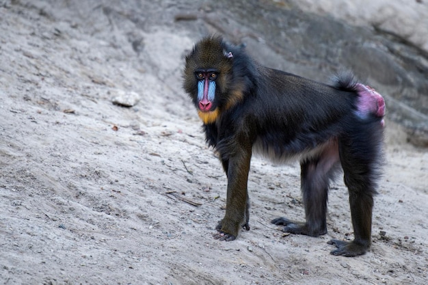 Mandrill chodzi po piasku małpa chodzi po piasku z boku?