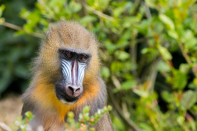 Mandrill szukający pożywienia z bliska