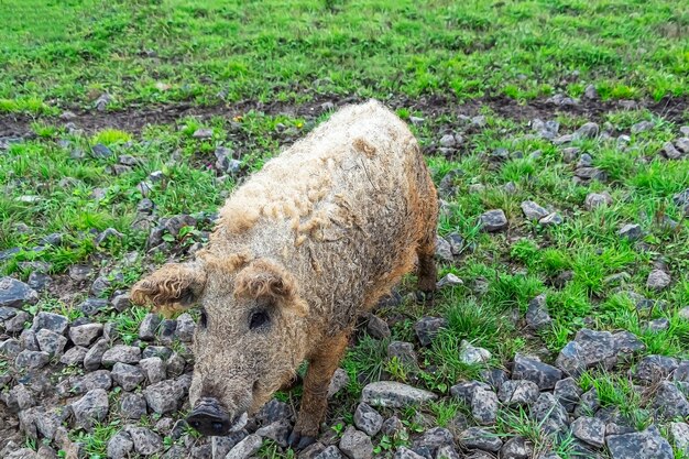 Mangalica Węgierska rasa świni domowej na pastwisku w błocie i zielonej trawie