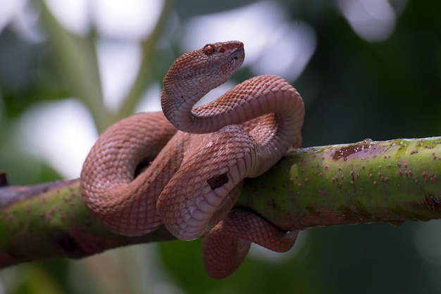 Manggrove Pit Viper Wąż Zbliżenie Głowa Zwierzę Zbliżenie Wąż Widok Z Przodu