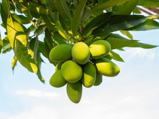 Mango Jest Owocem Gospodarki Tajlandii