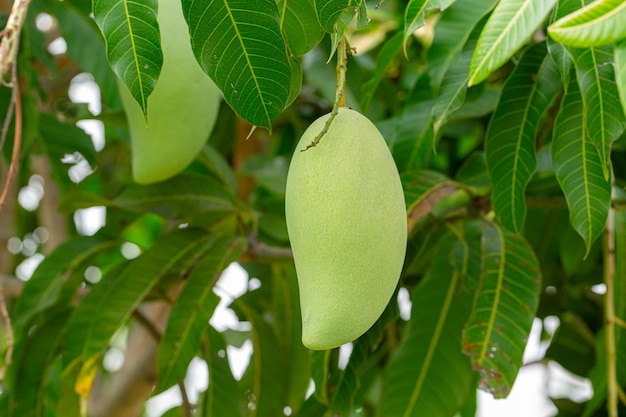mango na drzewieMango na drzewie na tle przyrodyOwocowe drzewo mangoRolnictwoAustralazja