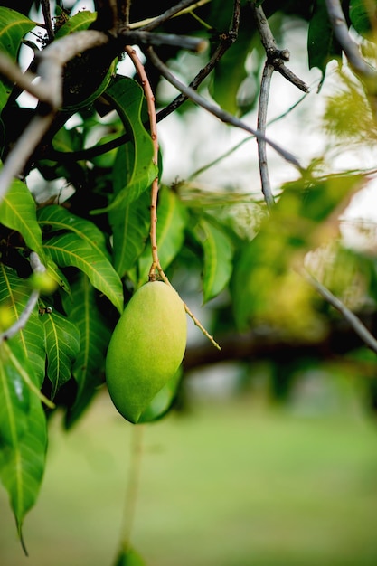 Mango rośnie na drzewie mango Nam Dok Mai Mango Young Mango