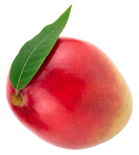 Mango z zielonych liści na białym Clipping Path.