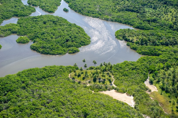 Mangrove Recife Pernambuco Brazylia Szkółka kilku gatunków Widok z lotu ptaka