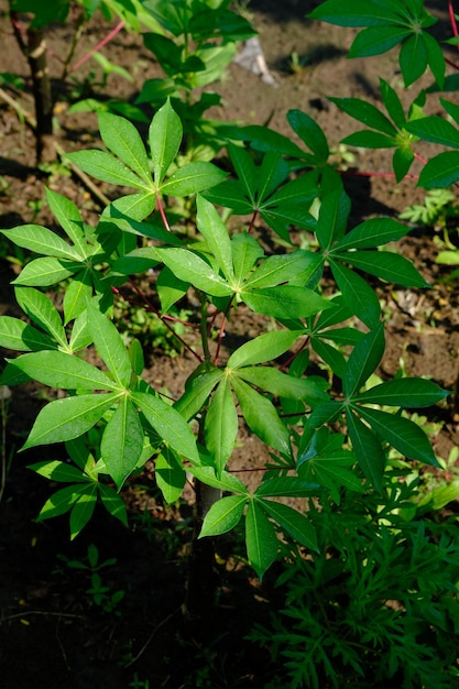 Manihot esculenta, powszechnie nazywany maniokiem, maniokiem lub juką, to drzewiasty krzew z rodziny wilczomleczowatych.