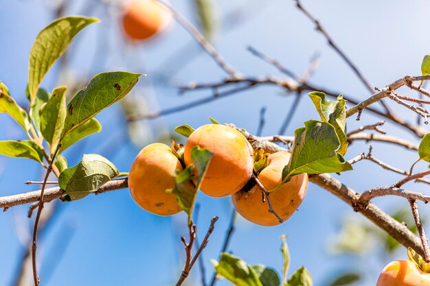 Manilkara Kauki To Roślina Z Podrodziny Sapotoideae I Plemienia Sapoteae Z Rodziny Sapotaceae; I Jest Gatunkiem Typowym Dla Rodzaju Manilkara. Znany Ogólnie Pod Nazwą Caqui.