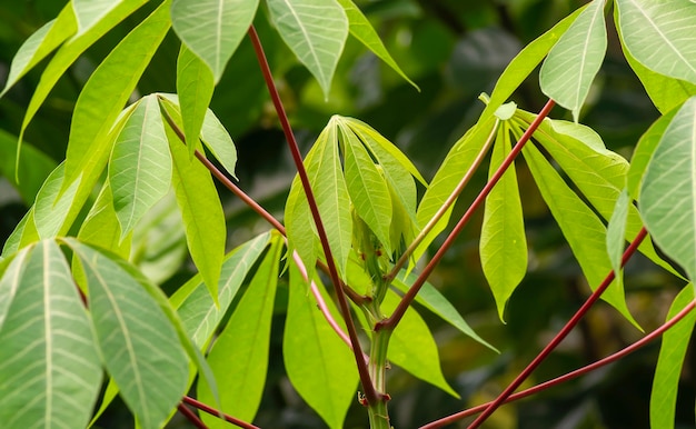Maniok Mandioa Maniok Tapioka Drzewa Manihot esculenta młode zielone liście