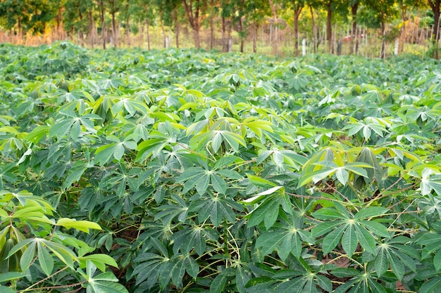 Maniok na polu manioku w porze deszczowej jest zielony i orzeźwiający Pokazuje żyzność gleby