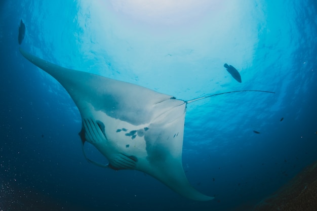 Manta ray pływające na pustym oceanie