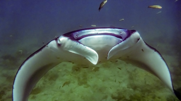 Manta ray w błękitnej wodzie Oceanu Indyjskiego, Malediwy.