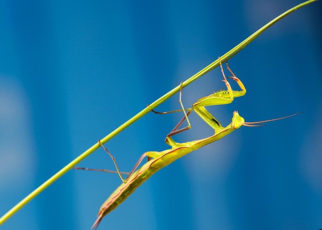 Mantis religiosa modląca się na czarnym tle