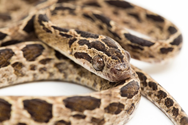 Manyspotted Cat Snake Boiga Multomaculata Na Białym Tle