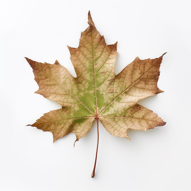 Zdjęcie maple leaf clip art z białym tłem