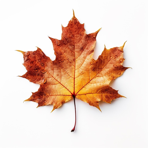 Maple Leaf Clip Art z białym tłem