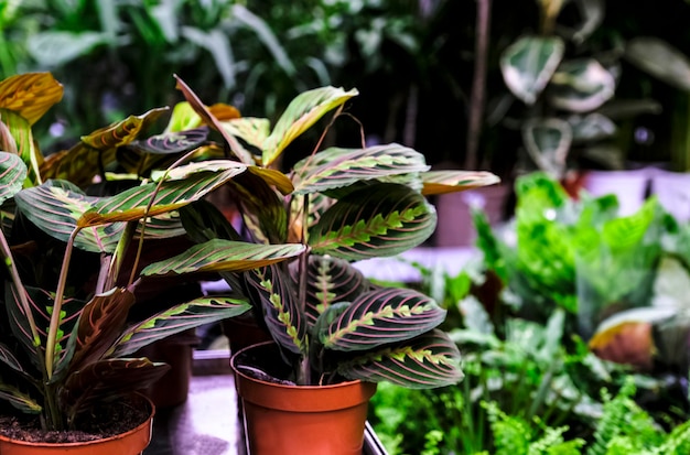 Maranta leuconeura Fascynator w donicy ceramicznej. Sprzedaż w sklepie. Selektywne skupienie