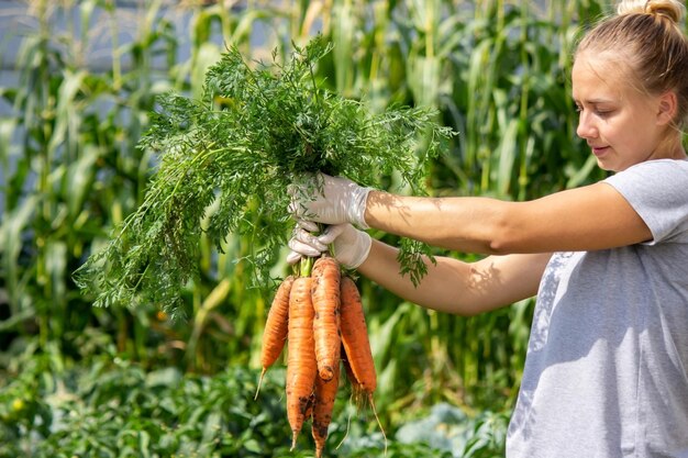 Marchewki w rękach rolników. uprawa przyjazna dla środowiska. selektywne skupienie