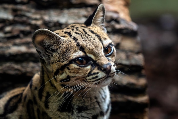 Margay Leopardis wiedii