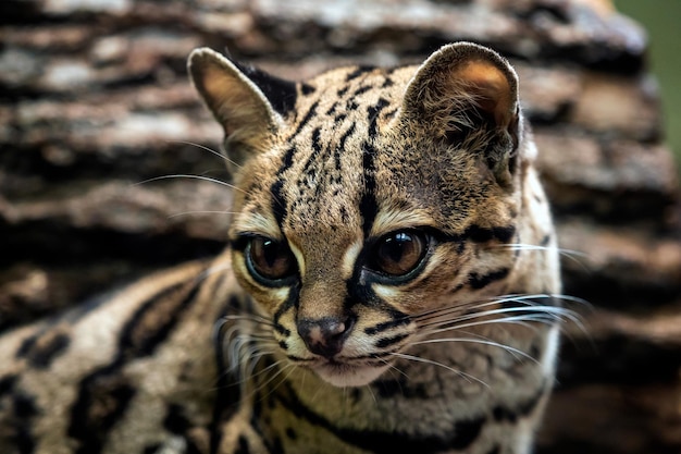 Margay Leopardis wiedii