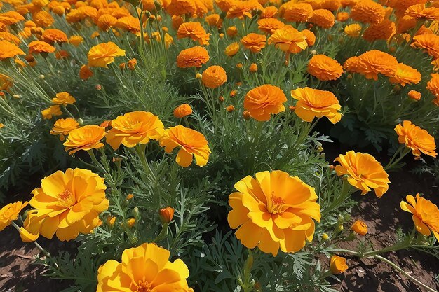 Marigold Bliss