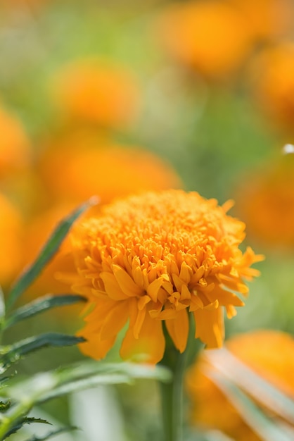 Marigold (Calendula officinalis)