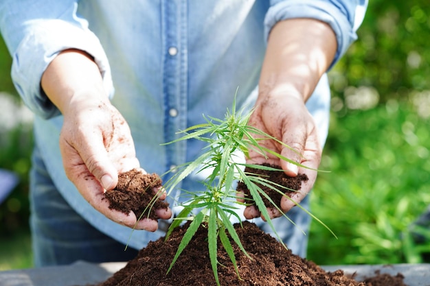 marihuana lub liście marihuany cbd thc stosowane jako narkotyk lub medycyna alternatywna