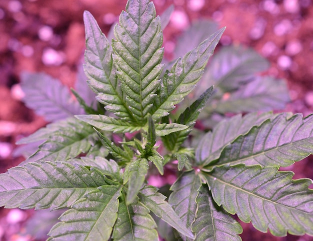 Marihuana Marihuana i konopie indyjskie rosnące w pomieszczeniach Namiot do uprawy marihuany ze światłami Medyczne i rekreacyjne rośliny konopiimage