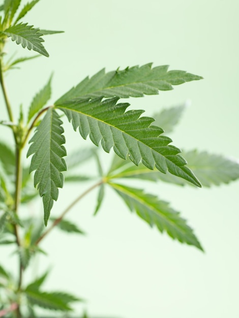 Marihuana pozostawia konopie na zielonym tle piękne tło uprawa w pomieszczeniach