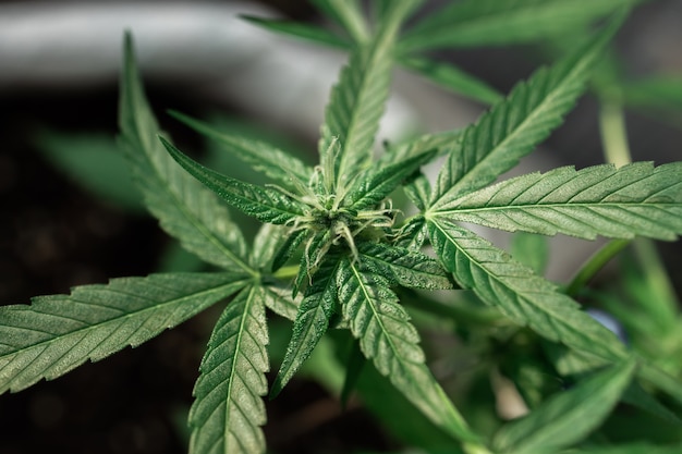 Marihuana pozostawia rośliny konopi na pięknym tle