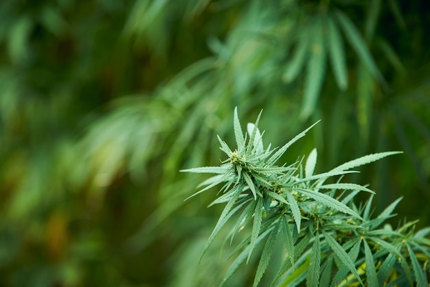Marihuana pozostawia rośliny konopi na tle farmy
