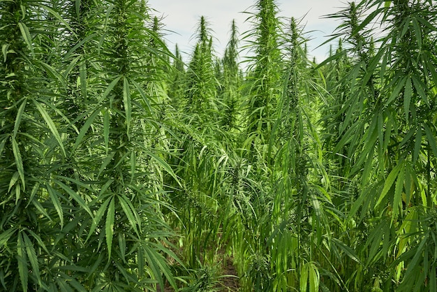 Marihuana pozostawia rośliny konopi na tle farmy