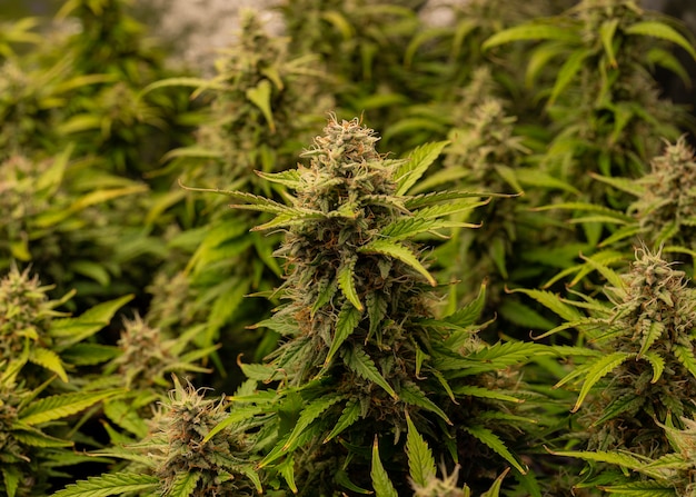 Marihuana Tło Pąków Rosnących Na Roślinie Konopi Z Marihuaną Medyczną O Wysokiej Rozdzielczości