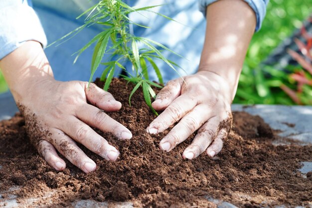 Marihuana z konopi indyjskich lub liść marihuany cbd thc stosowane jako środek odurzający lub medycyna alternatywna