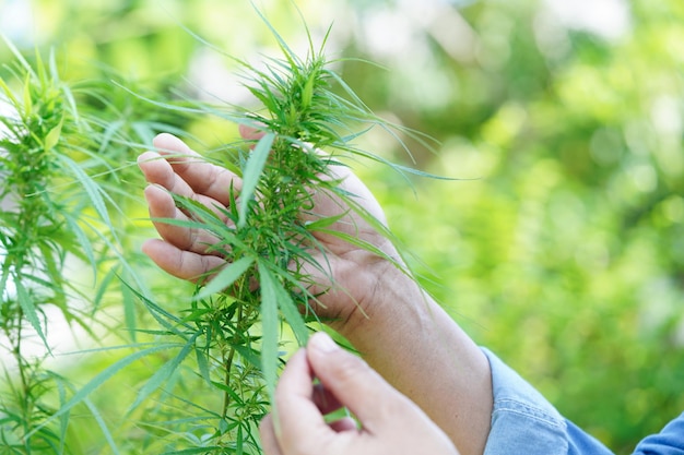 Marihuana z konopi indyjskich lub liść marihuany cbd thc stosowane jako środek odurzający lub medycyna alternatywna