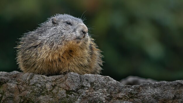 Marmot alpejski