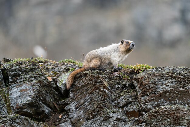 Marmot siedzący na drewnie