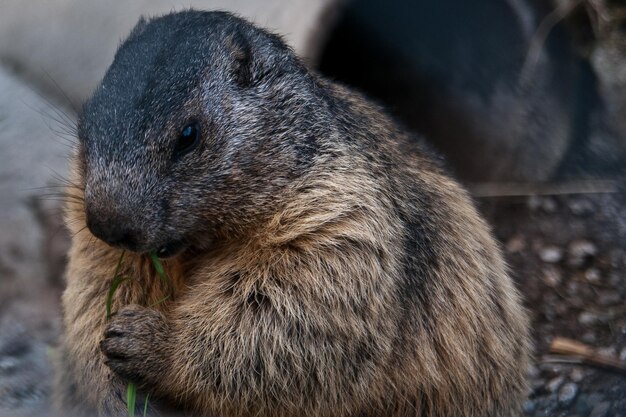 Marmota marmota