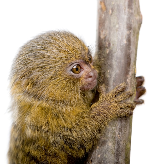 Marmozeta karłowata (5 tygodni) - izolowana pygmaea Callithrix (Cebuella)