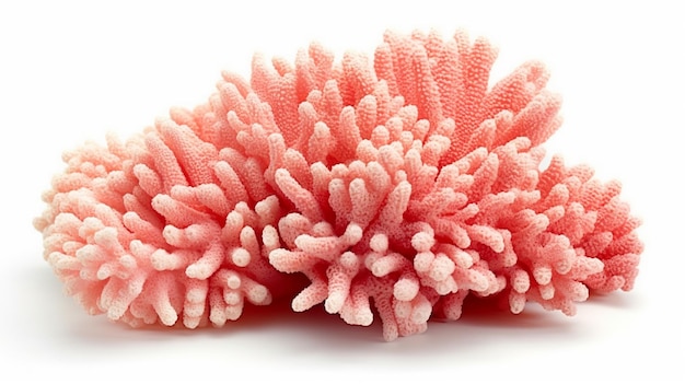 martwa anemonka morska png HD 8K tapeta Zdjęcie fotograficzne