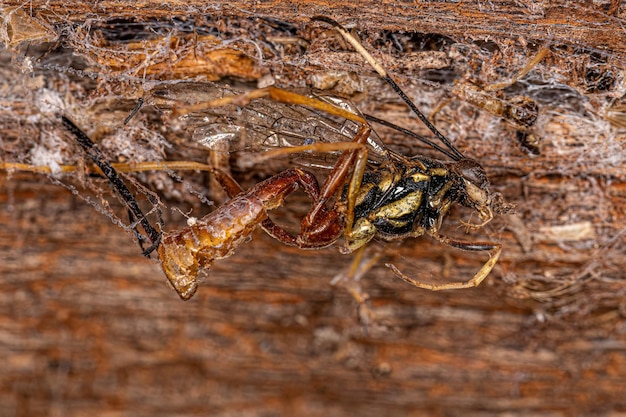 Martwa dorosła osa Ichneumonid