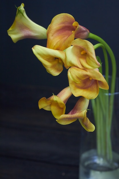 Martwa natura bukiet żółto-pomarańczowych lilii calla w szklanym wazonie na ciemnym, selektywnym ustawieniu ostrości