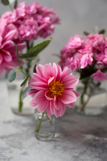 Martwa natura różowe kwiaty scena Różowe kwiaty hortensji i dalie w szklanym wazonie na neutralnym tle miękkie selektywne skupienie