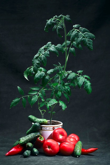 Martwa natura z krzakami rosnących pomidorów i warzyw