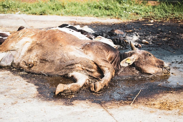 Zdjęcie martwe ciało krowy lub zgniłe zwłoki w gospodarstwie czekające na usunięcie choroby zwierząt domowych i opieka zdrowotna