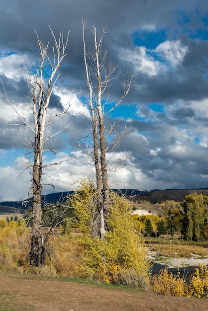 Martwe Drzewa Nad Rzeką Gros Ventre