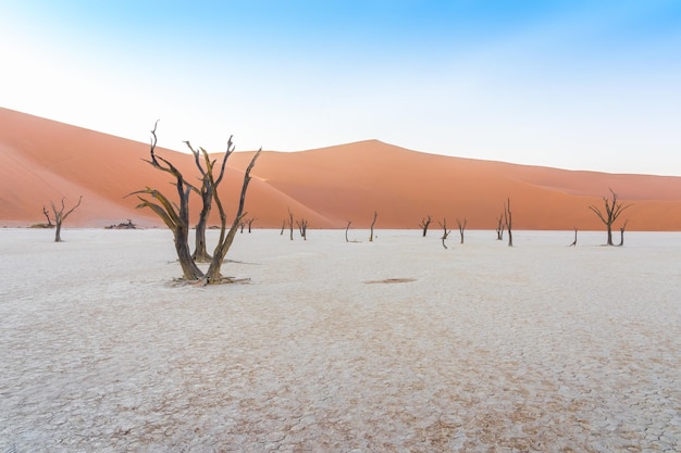 Zdjęcie martwe drzewa w deadvlei na pustyni namib w namibii