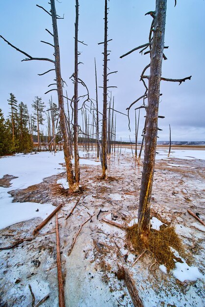 Martwe drzewa Yellowstone utknęły w śmiercionośnych wodach