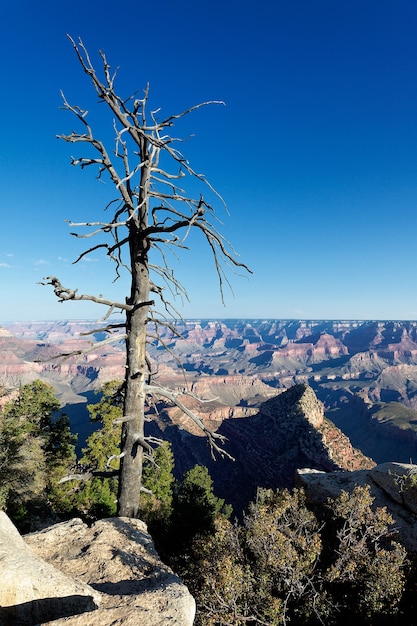 Martwe Drzewo Przed Grand Canyon, Arizona, Usa